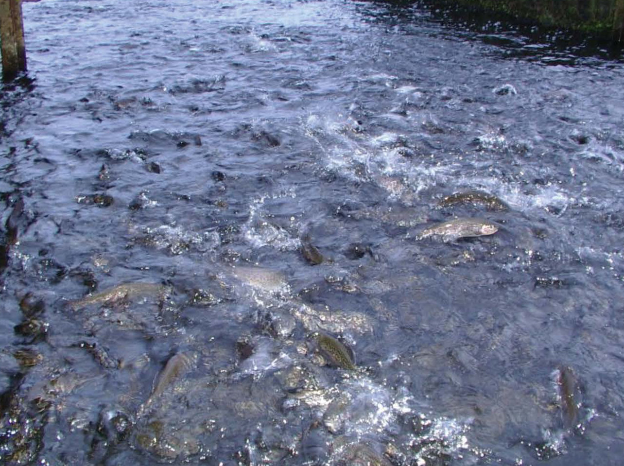Hatchery trout feeding at the surface; does this behavior influence feeding in the wild?